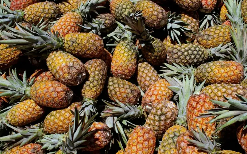 Abacaxis à venda em frente ao Mercado de São José